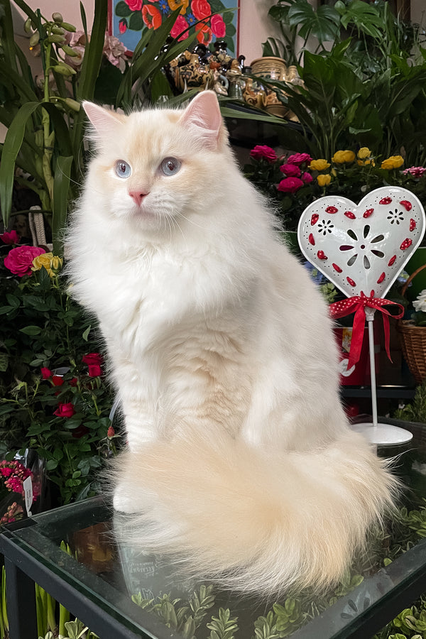 Cedric | Ragdoll Kitten