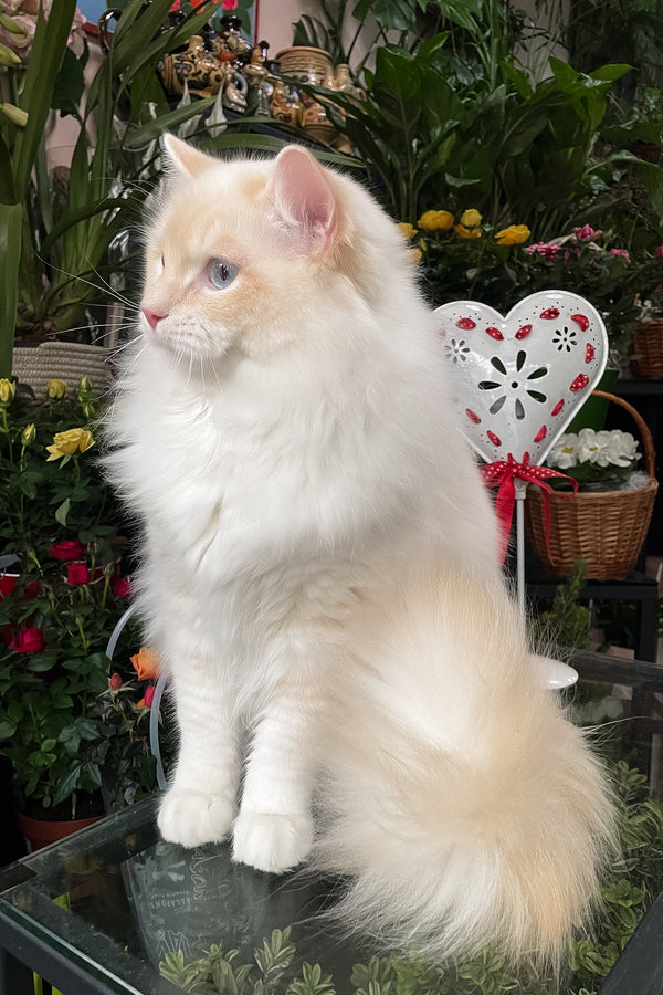 Cedric | Ragdoll Kitten