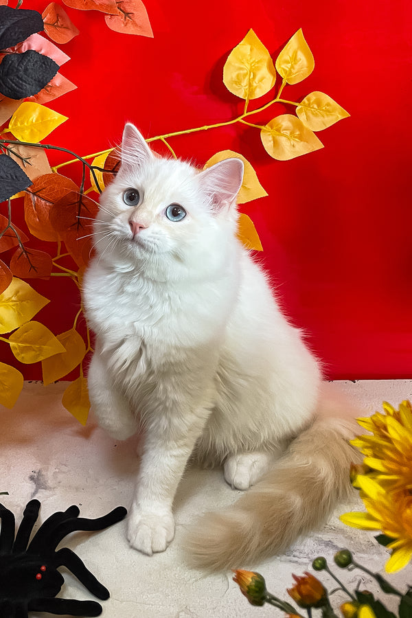 Cedric | Ragdoll Kitten