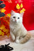 Cedric | Ragdoll Kitten