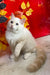 Cedric | Ragdoll Kitten