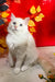 Cedric | Ragdoll Kitten