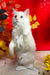 Cedric | Ragdoll Kitten