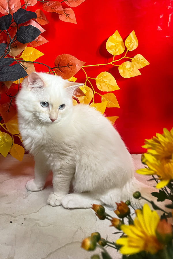 Cedric | Ragdoll Kitten