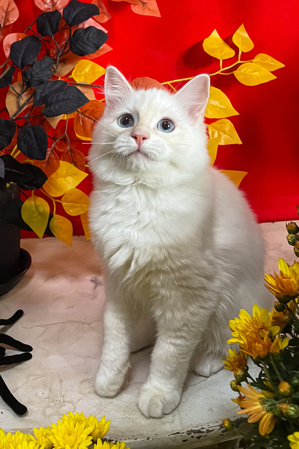 Cedric | Ragdoll Kitten