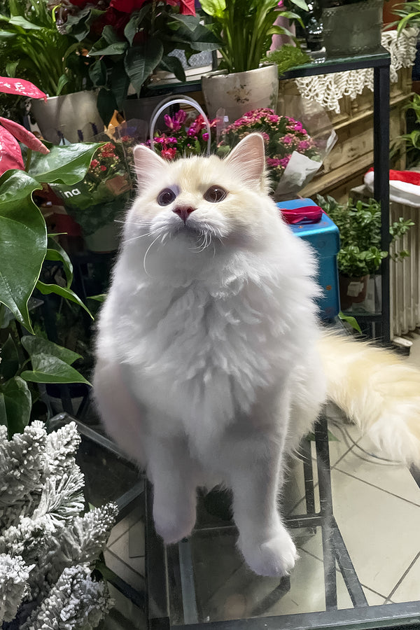 Cedric | Ragdoll Kitten