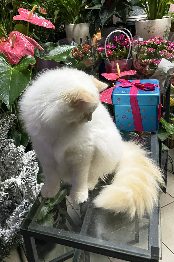 Cedric | Ragdoll Kitten