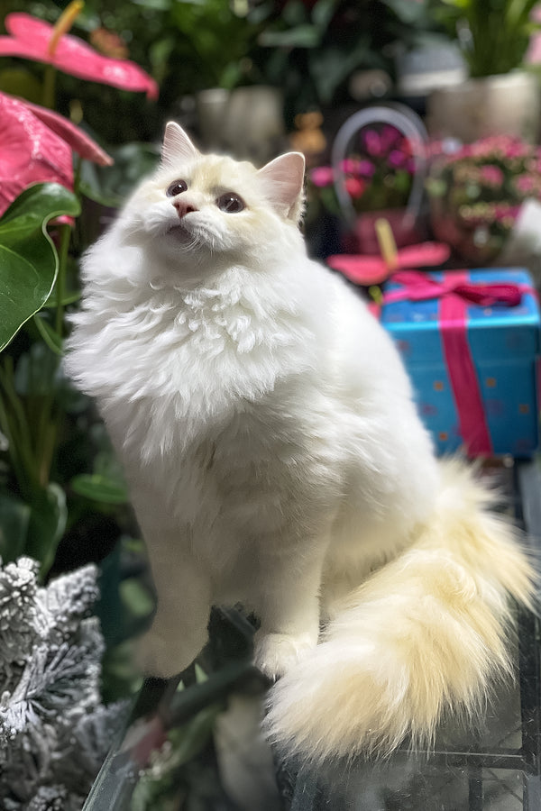 Cedric | Ragdoll Kitten