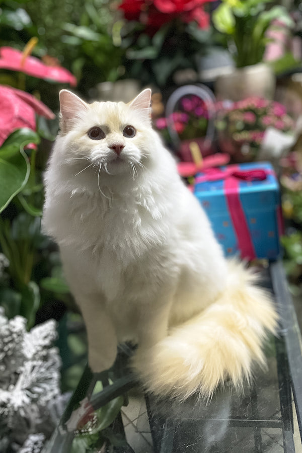 Cedric | Ragdoll Kitten