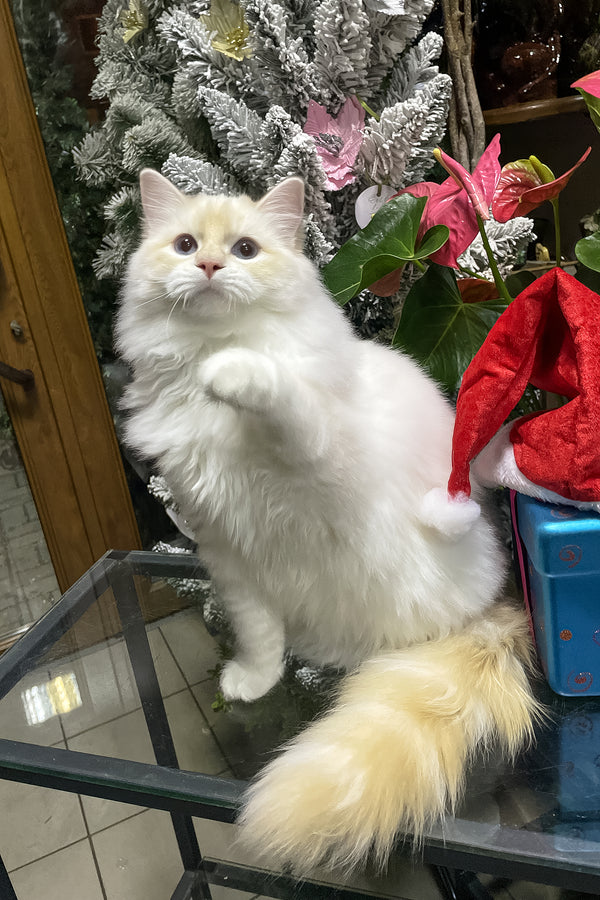 Cedric | Ragdoll Kitten