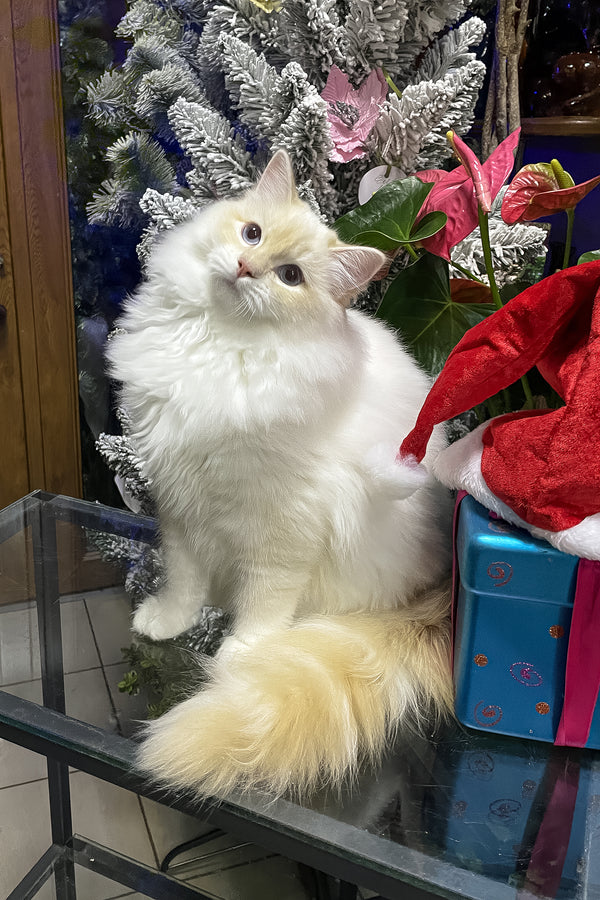 Cedric | Ragdoll Kitten