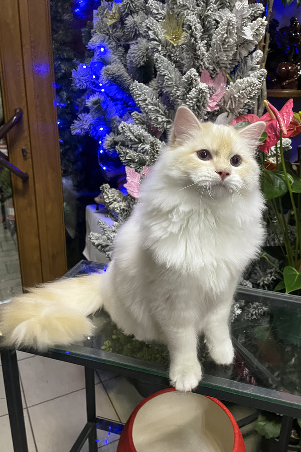 Cedric | Ragdoll Kitten