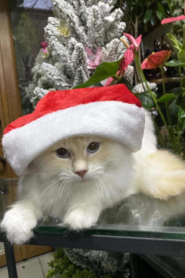 Cedric | Ragdoll Kitten