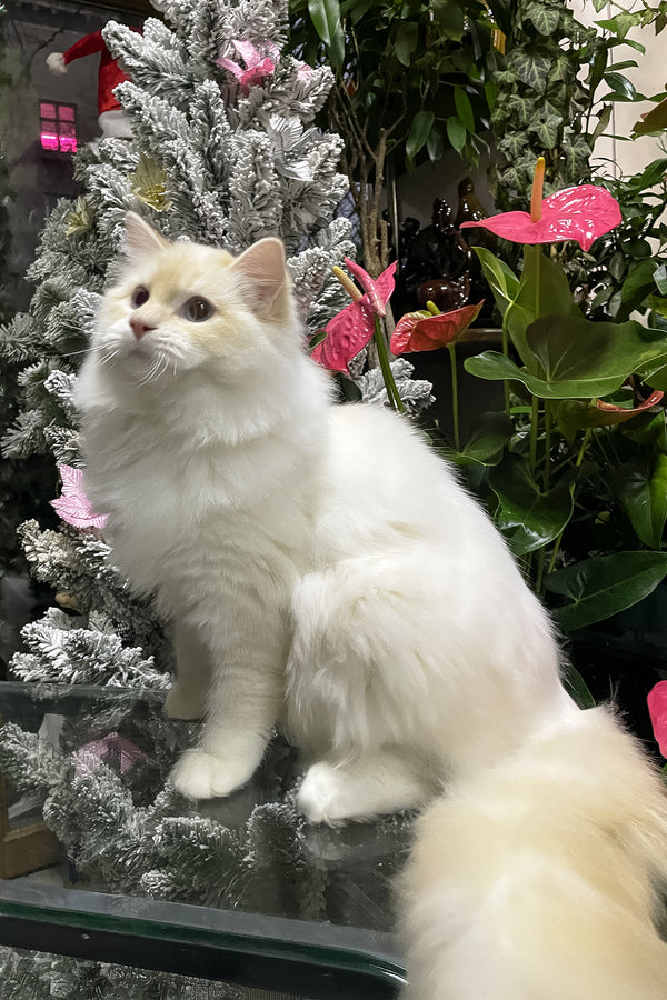 Cedric | Ragdoll Kitten