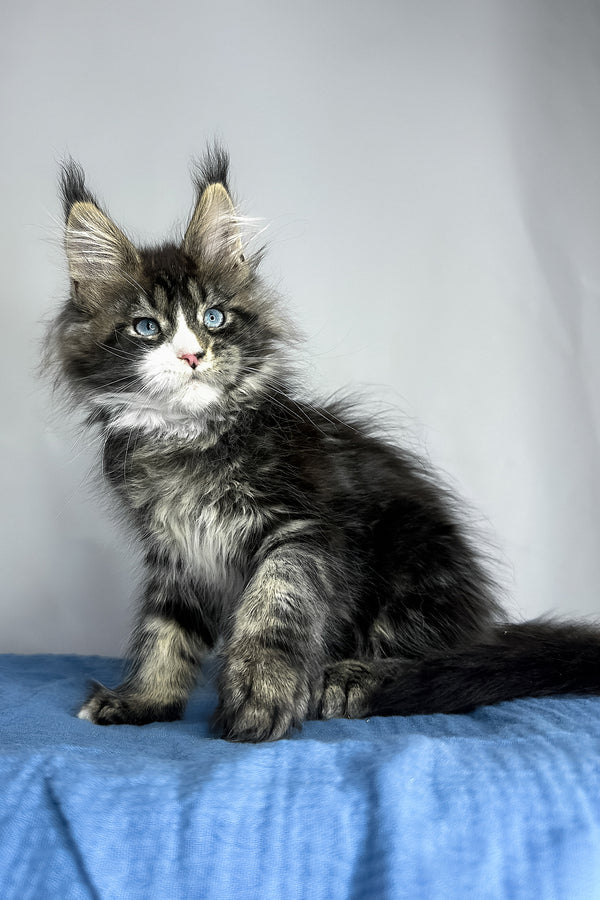 A fluffy maine coon kitten with striking blue eyes and black smoke tabby coat sits on soft blue fabric