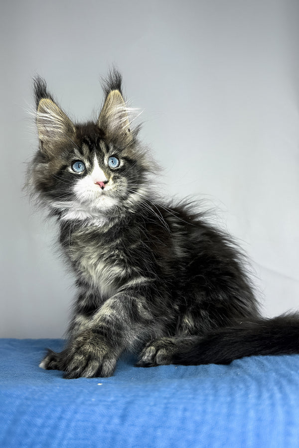 A fluffy maine coon kitten with striking blue eyes and black smoke tabby coat sits on a textured blue surface