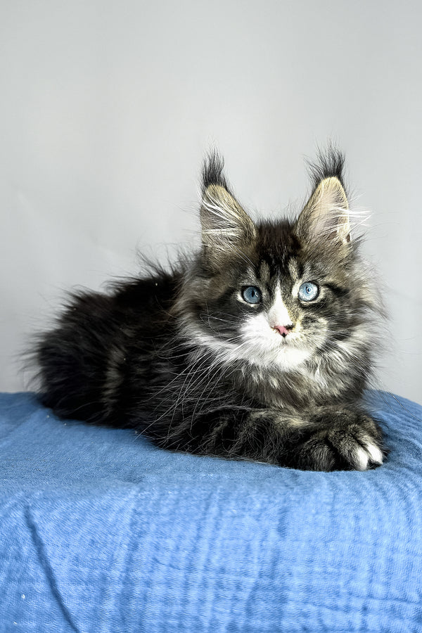 Celine maine coon kitten black smoke fluffy purebred kitties with striking blue eyes on textured blue fabric