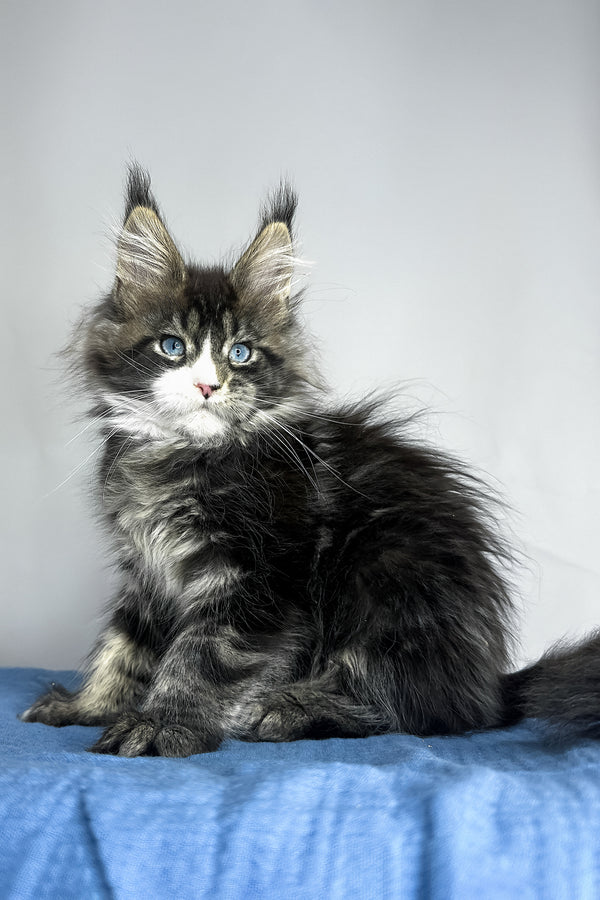 A fluffy maine coon kitten with striking blue eyes and black smoke fur sitting on a soft blue surface