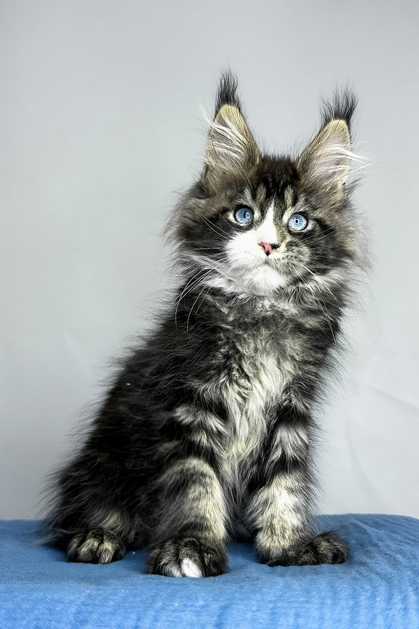 A fluffy maine coon kitten with striking blue eyes and black smoke tabby coat sitting on a soft blue surface