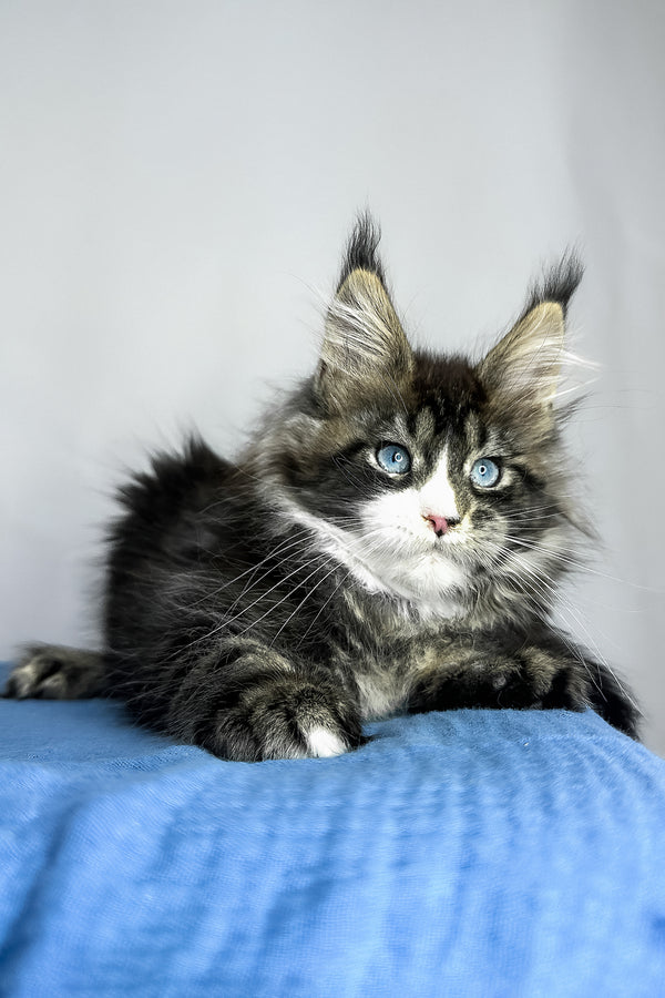 A fluffy maine coon kitten with striking blue eyes and black smoke tabby coat resting on a blue textured surface