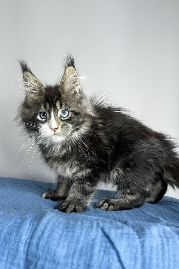 A fluffy black smoke maine coon kitten with gray tabby stripes and blue eyes on a soft blue fabric surface