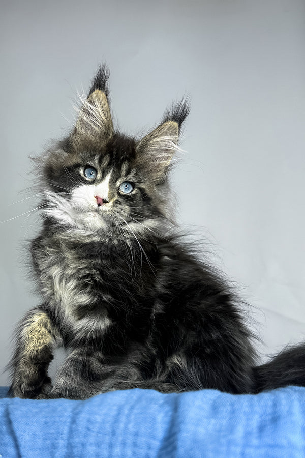 A fluffy black smoke maine coon kitten with blue eyes sits on soft blue fabric perfect for purebred kitties fans