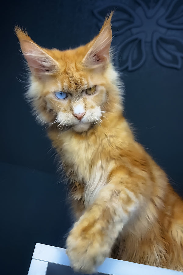 Celvin | Maine Coon Kitten