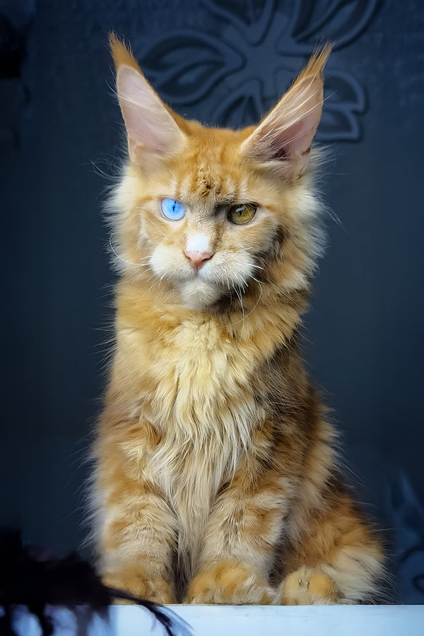 Celvin | Maine Coon Kitten