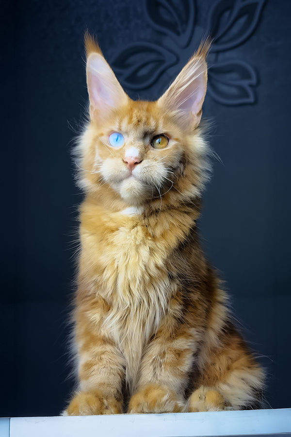 Celvin | Maine Coon Kitten