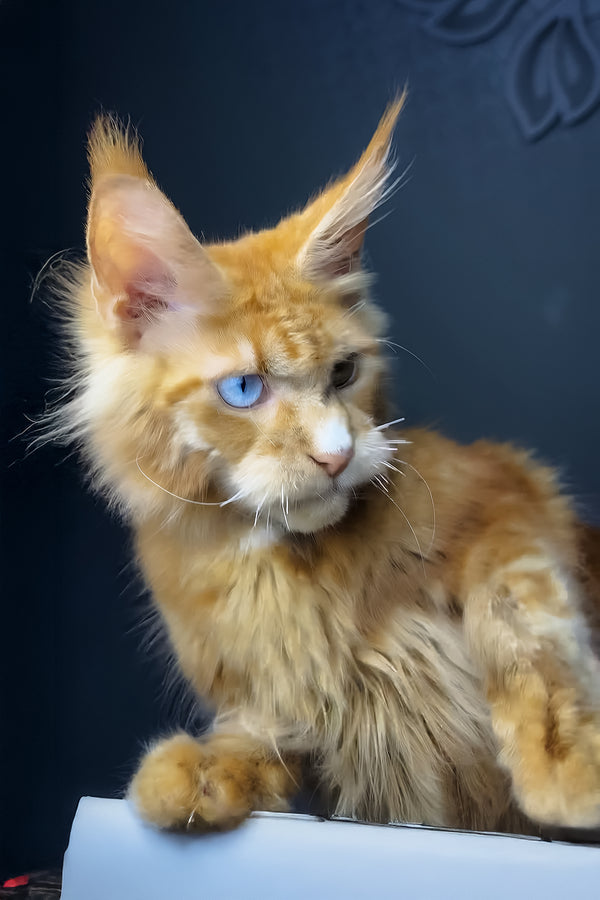 Celvin | Maine Coon Kitten