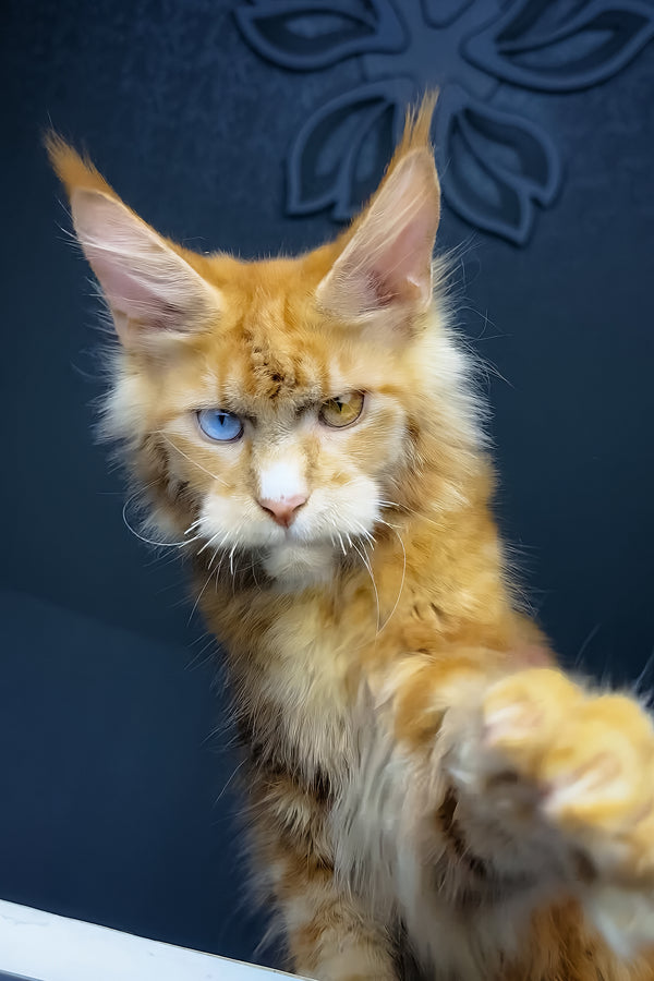 Celvin | Maine Coon Kitten