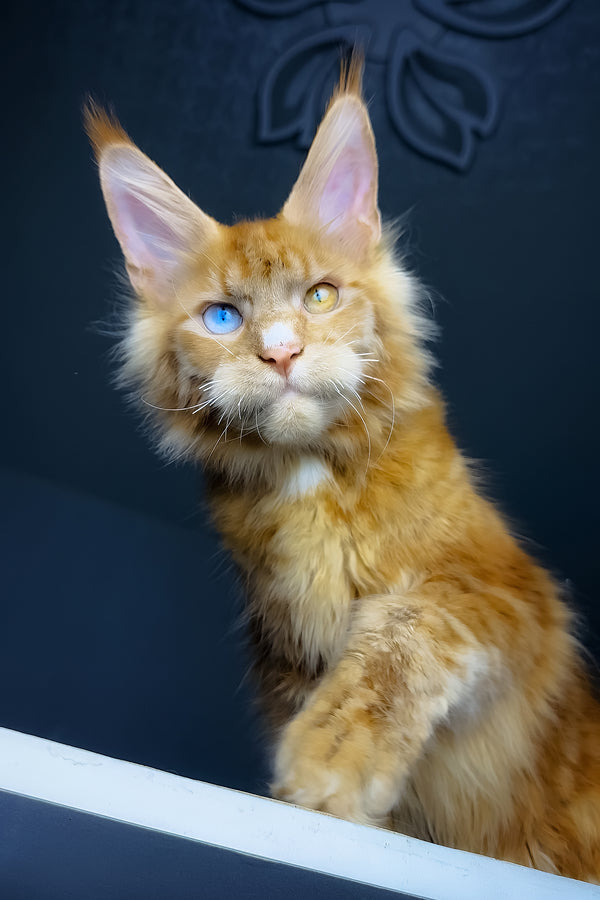 Celvin | Maine Coon Kitten