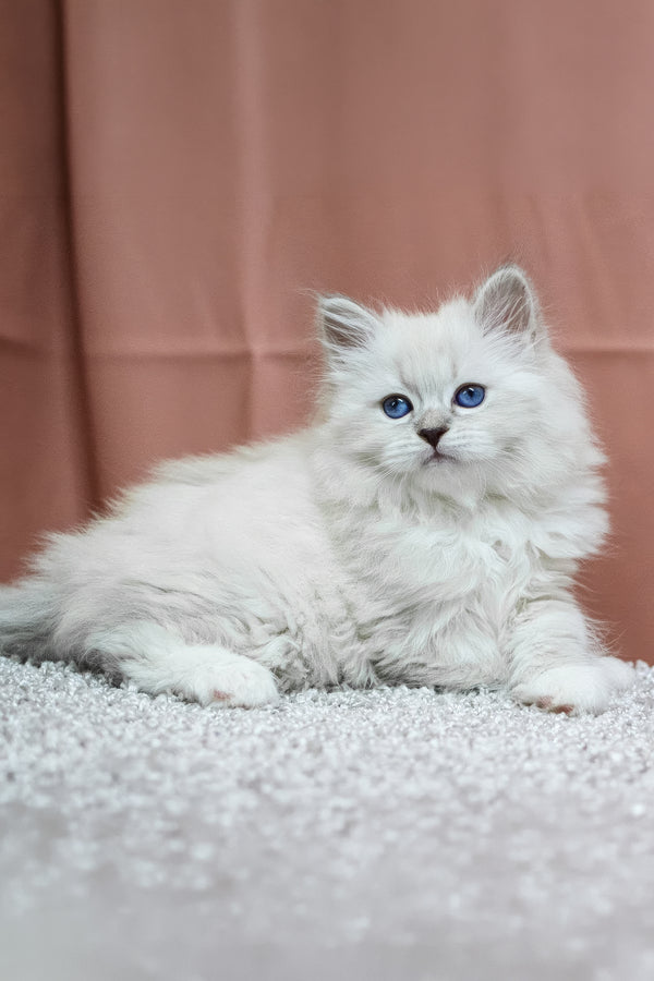 Cessa | Siberian Kitten