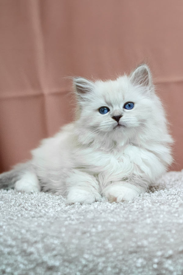 Cessa | Siberian Kitten