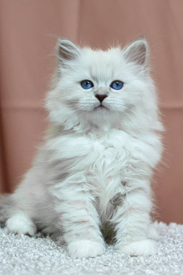 Cessa | Siberian Kitten