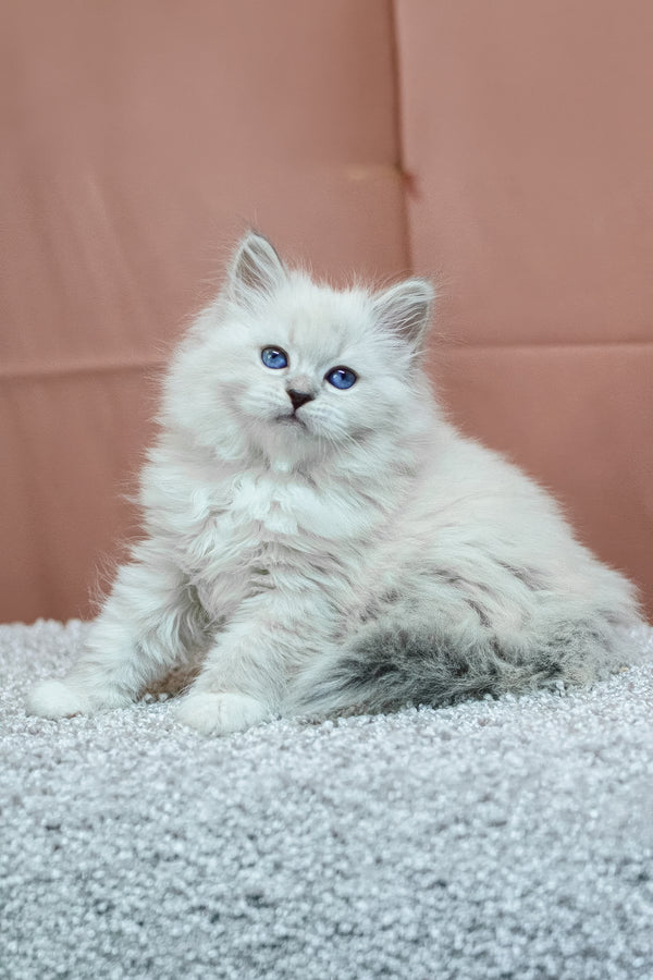 Cessa | Siberian Kitten
