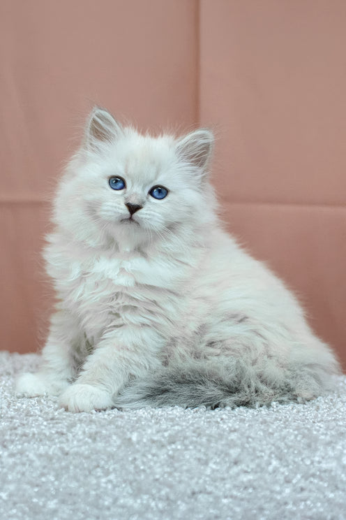 Cessa | Siberian Kitten