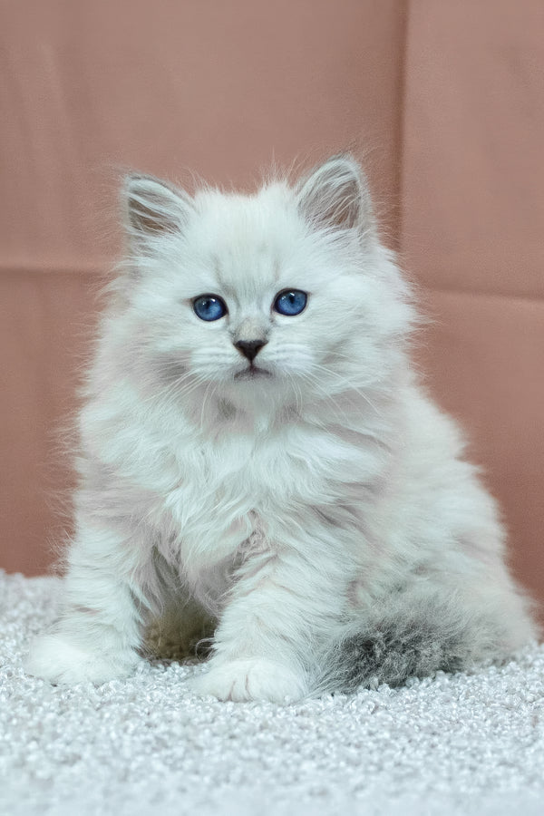 Cessa | Siberian Kitten