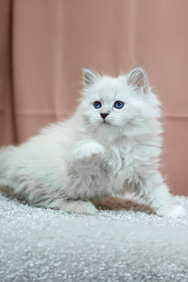 Cessa | Siberian Kitten
