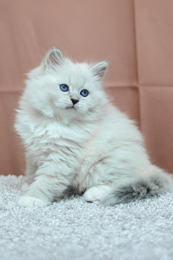 Cessa | Siberian Kitten