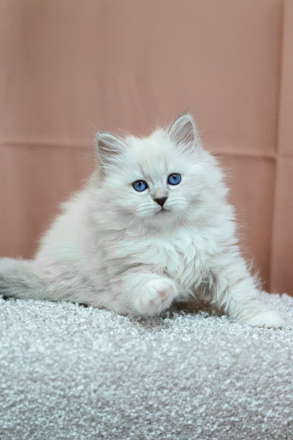 Cessa | Siberian Kitten