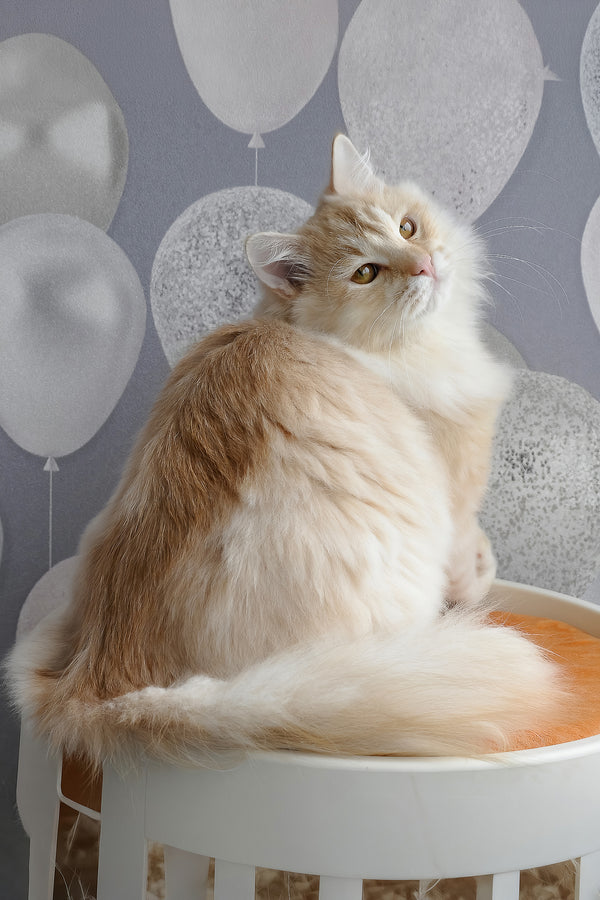 Cevin | Siberian Kitten