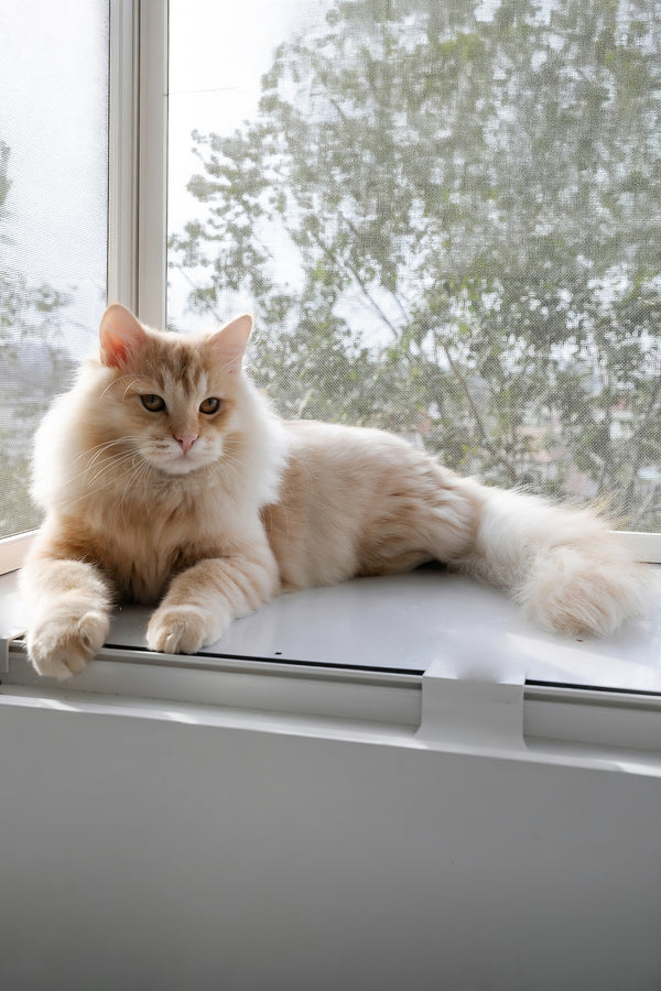 Cevin | Siberian Kitten