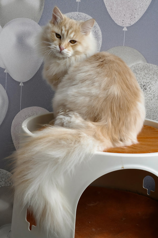 Cevin | Siberian Kitten