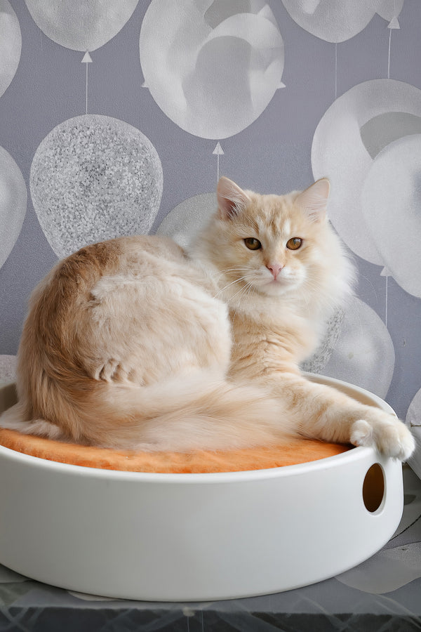 Cevin | Siberian Kitten
