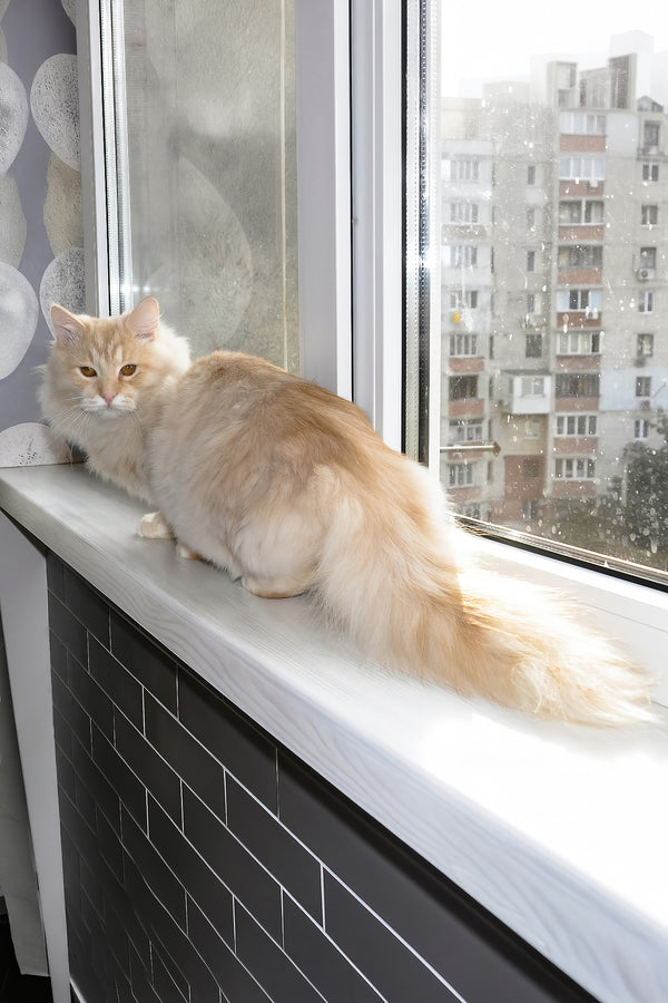 Cevin | Siberian Kitten