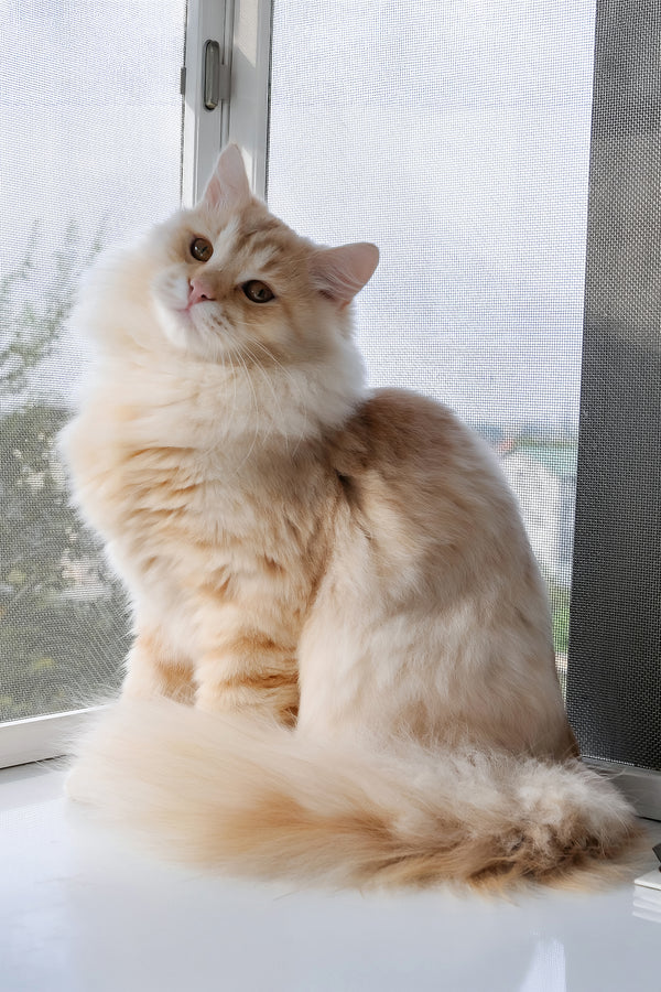 Cevin | Siberian Kitten
