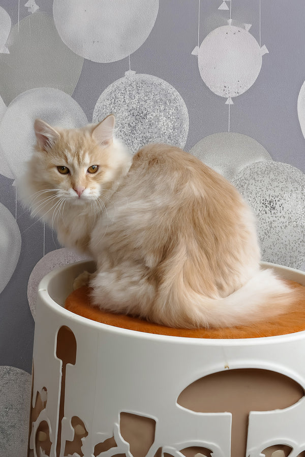 Cevin | Siberian Kitten