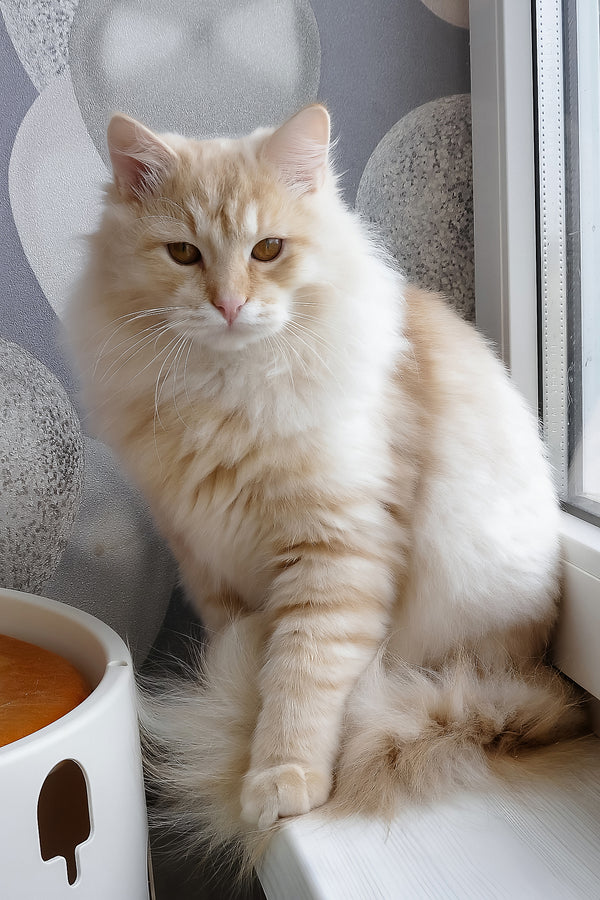 Cevin | Siberian Kitten