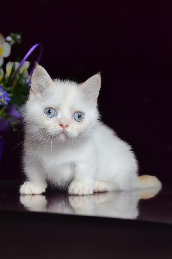 Chakki | Munchkin Kitten